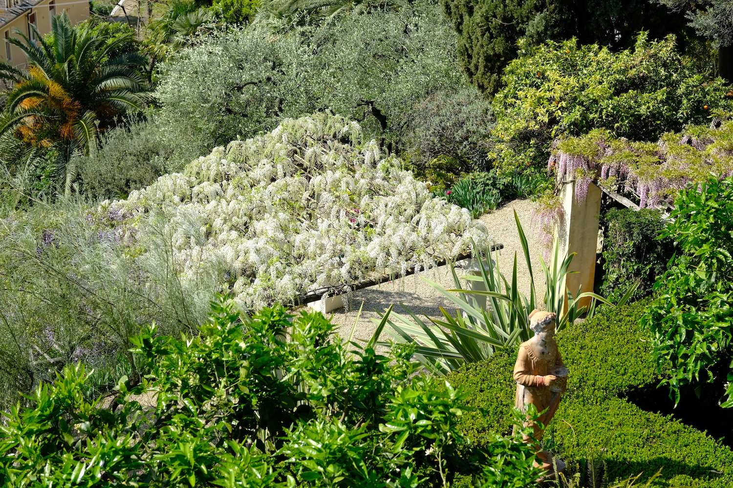 I glicini bianchi dei giardini di Villa della Pergola.