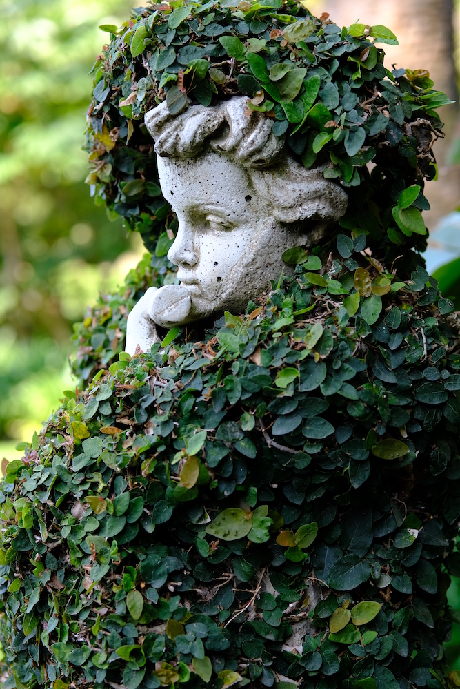 Statua inglobata dalla siepe nei giardini di villa della Pergola.