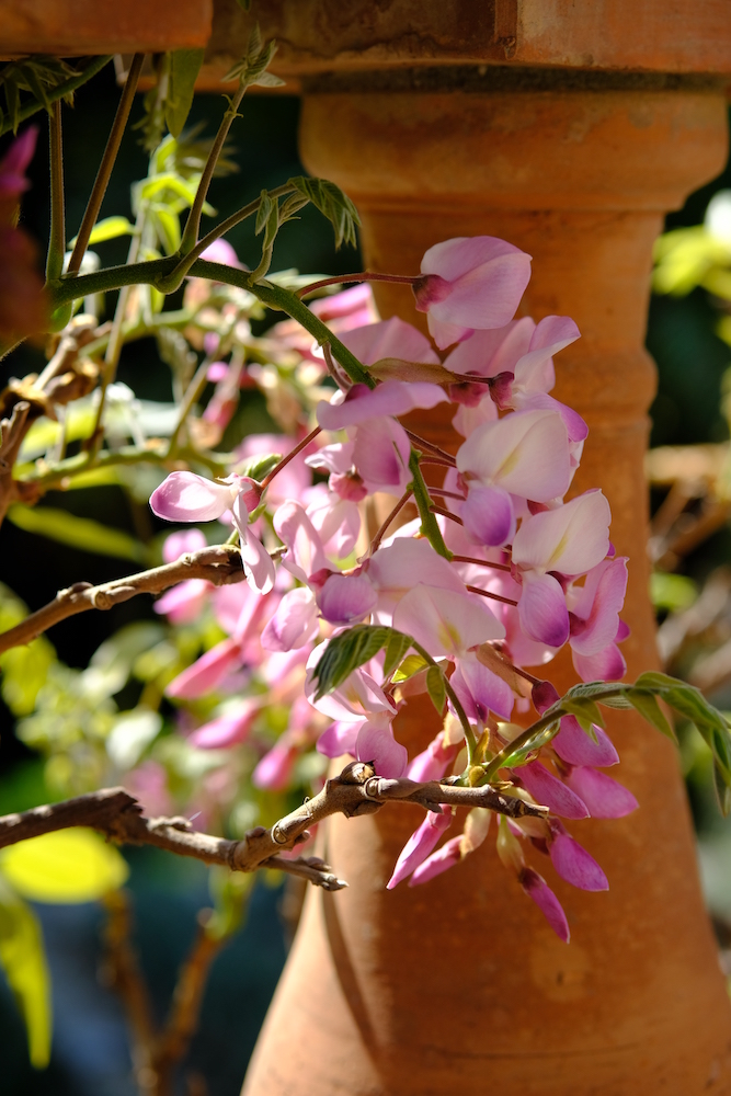 Particolare nei giardini di villa della Pergola