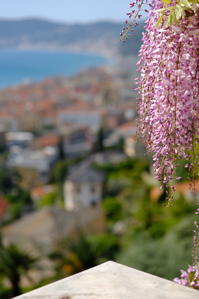 Glicini nei giardini di villa della Pergola con Alassio come sfondo