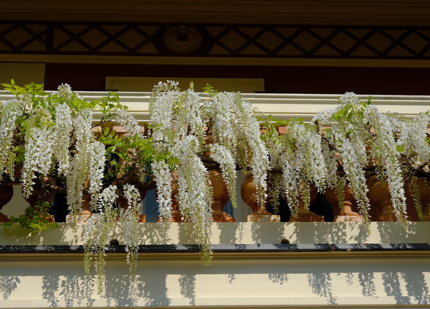 i glicini bianchi che decorano un balcone di villa della Pergola