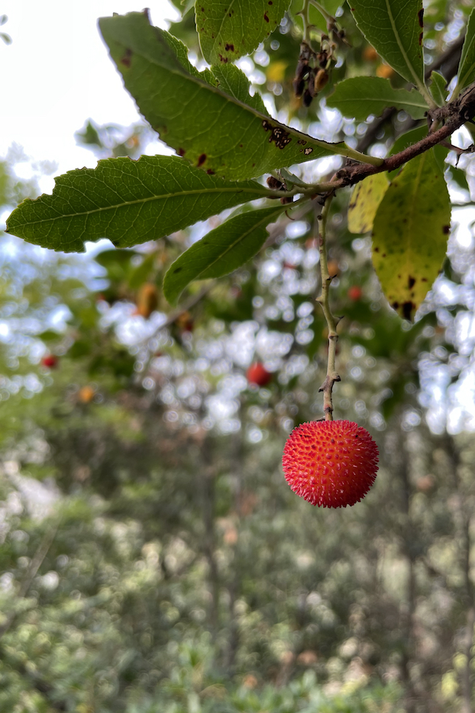 Il corbezzolo, frutto autunnale simbolo del clima mediterraneo.