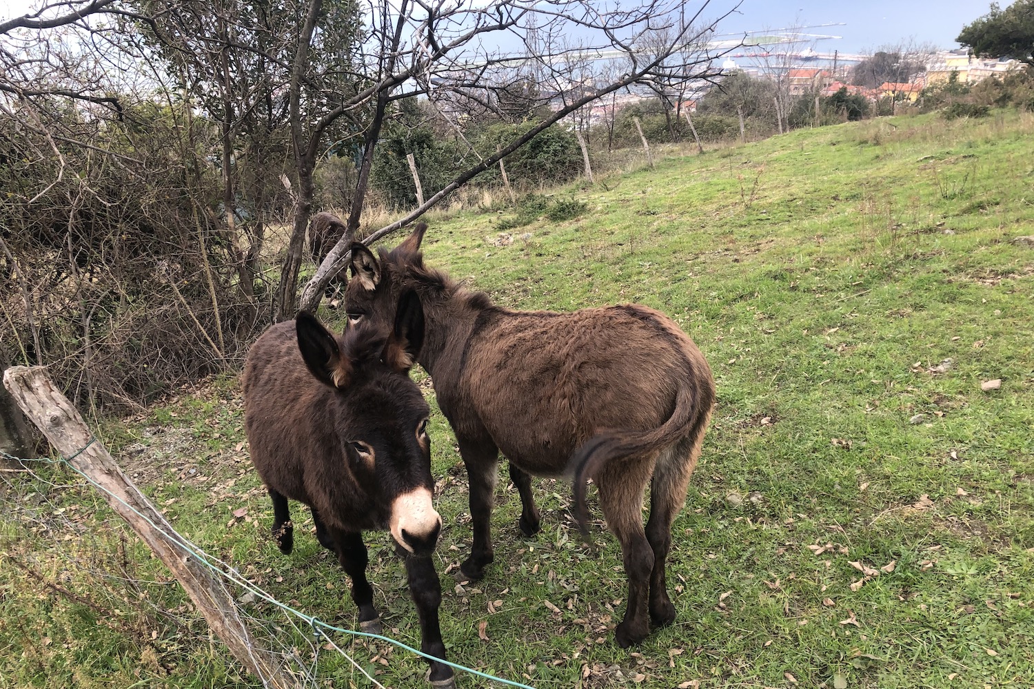 Durante il tragitto che dai fortini torna alla stazione Genova Costa non è raro incontrare qualche asinello. 