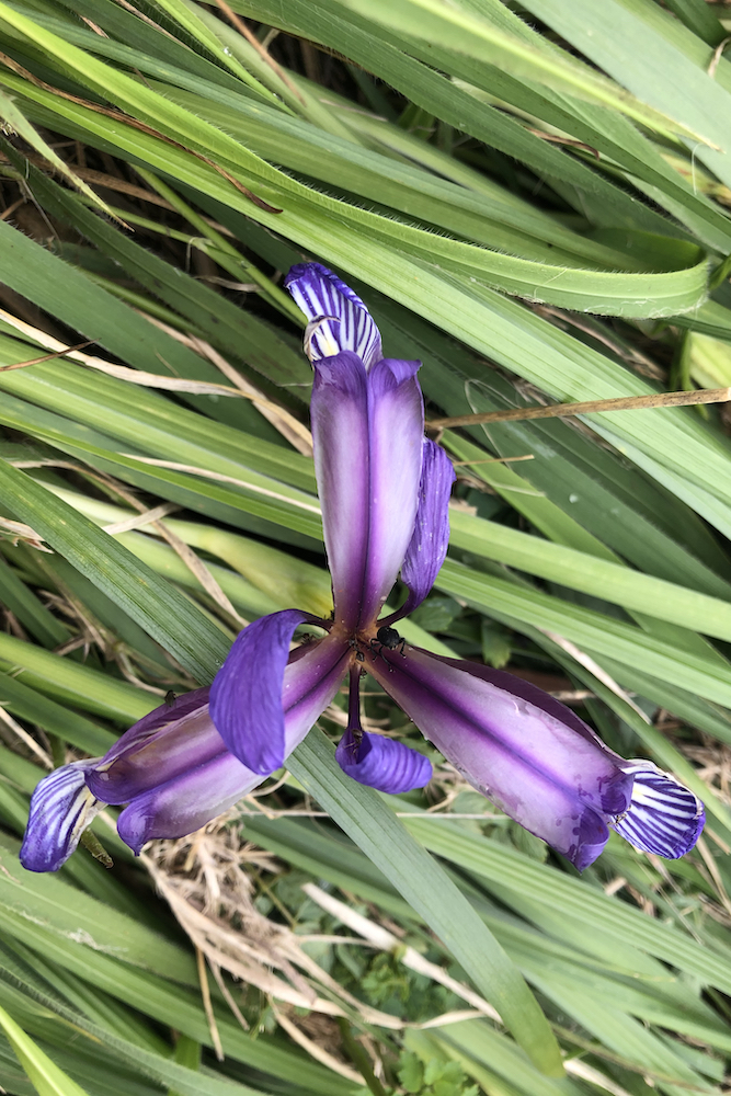 Iris selvatico.