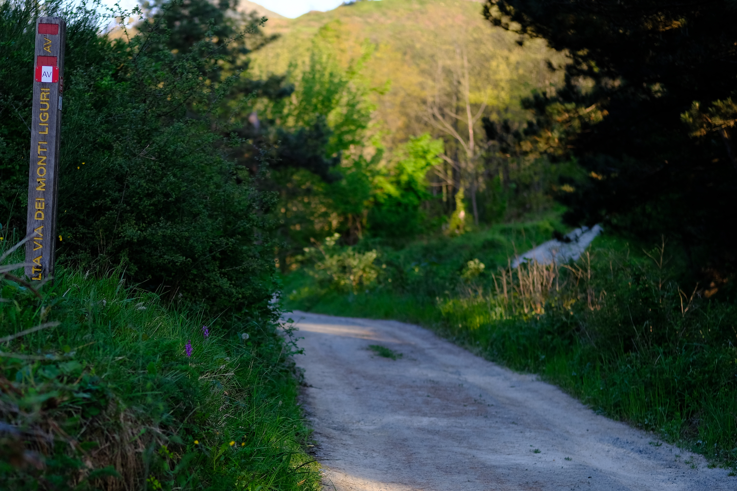 Il tratto iniziale del sentiero appartenente all'Alta Via dei Monti Liguri.