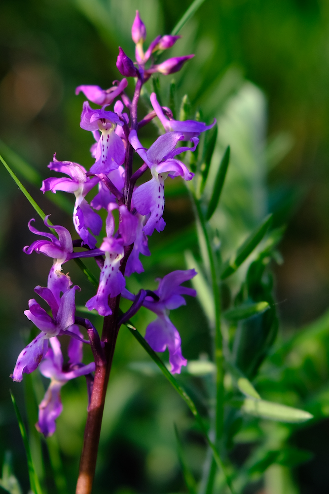 Orchidea selvatica.