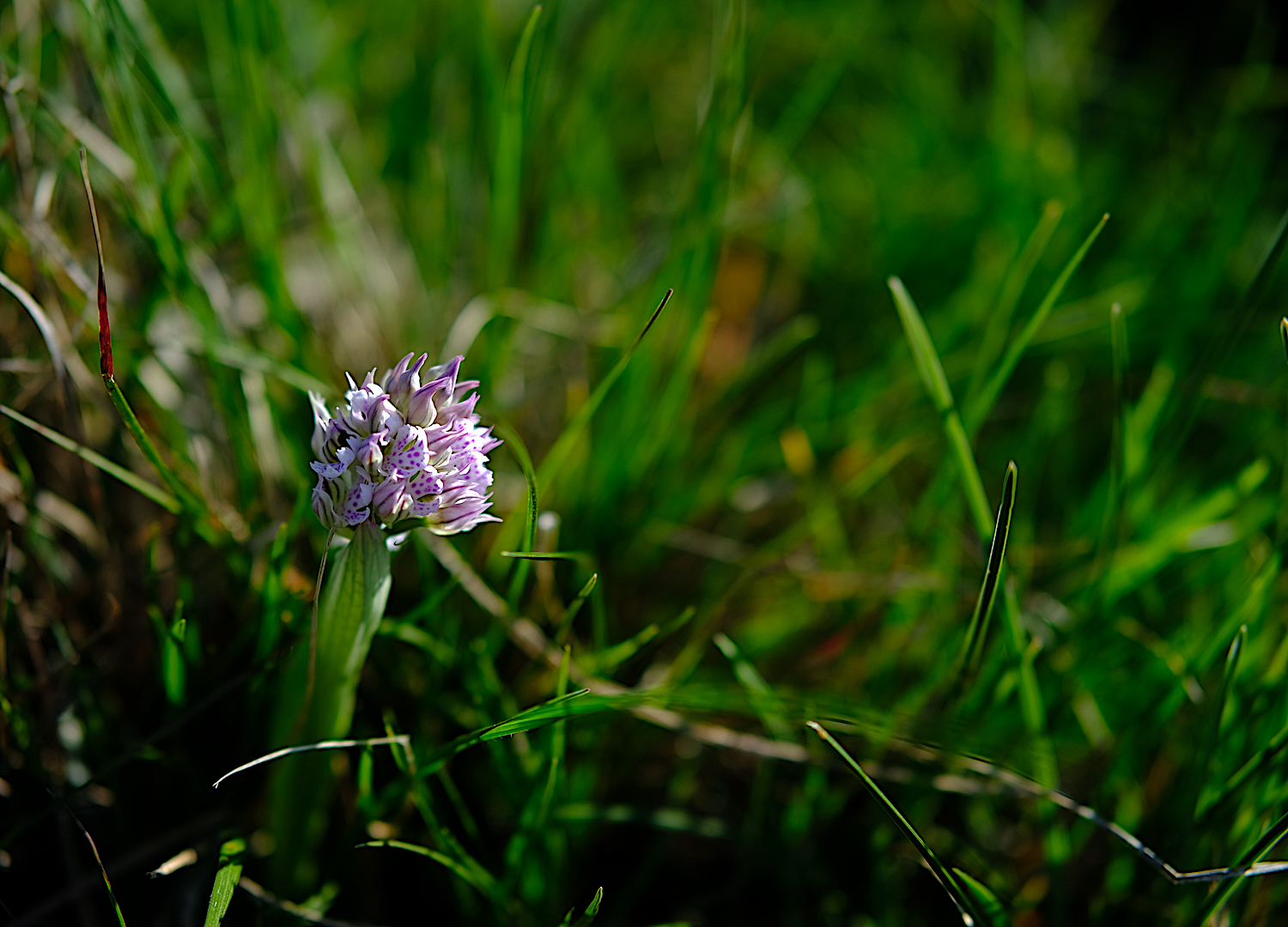 Un'altra bellissima orchidea selvatica. Durante la primavera ne spuntano a centinaia.