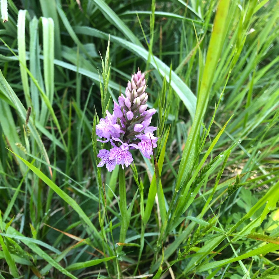 Orchidea fotografata ai bordi del rio Lischeo.