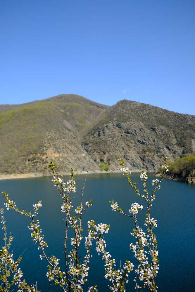 I primi fiori primaverili con il lago sullo sfondo.