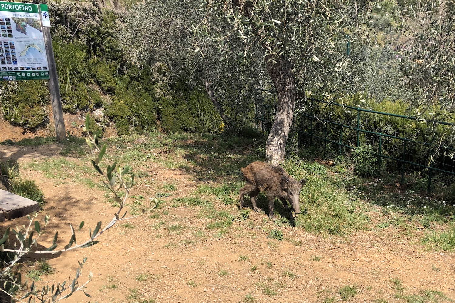 Cinghialetto che cerca del cibo dai turisti nei pressi del Mulino del Gassetta.