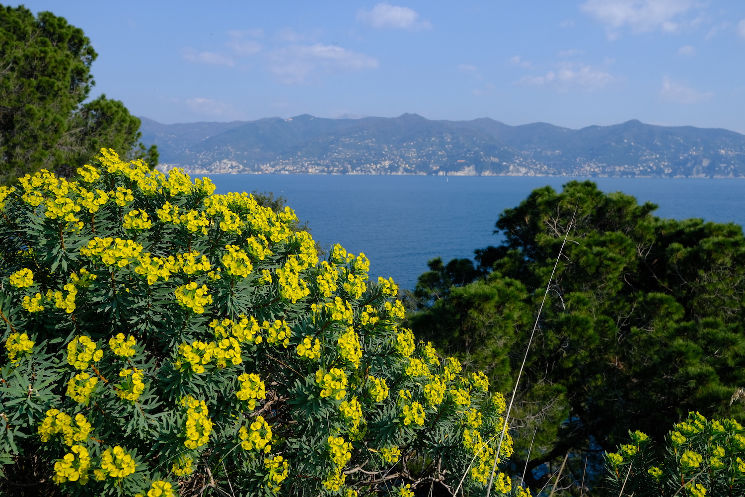 Le siepi fiorite che lambivano il castello Brown di Portofino.