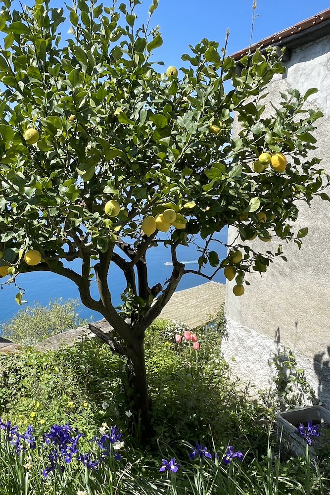 Ritornando a San Rocco di Camogli.