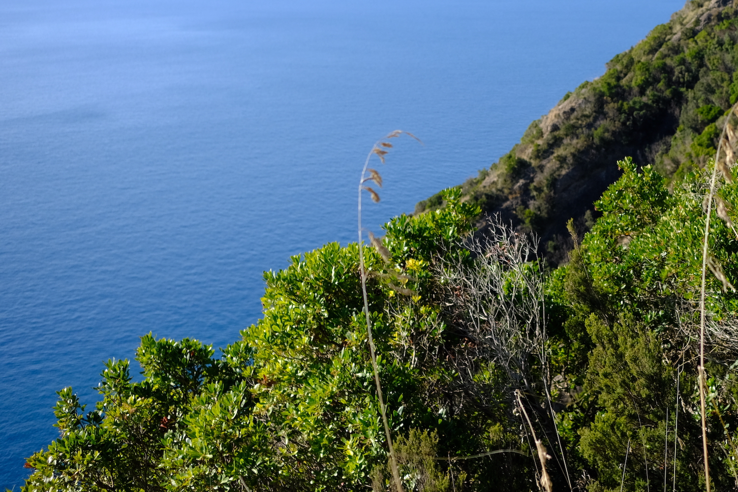 Ad ogni svolta, gli scorci della via dei Tubi, nel parco di Portofino, sono da togliere il fiato.