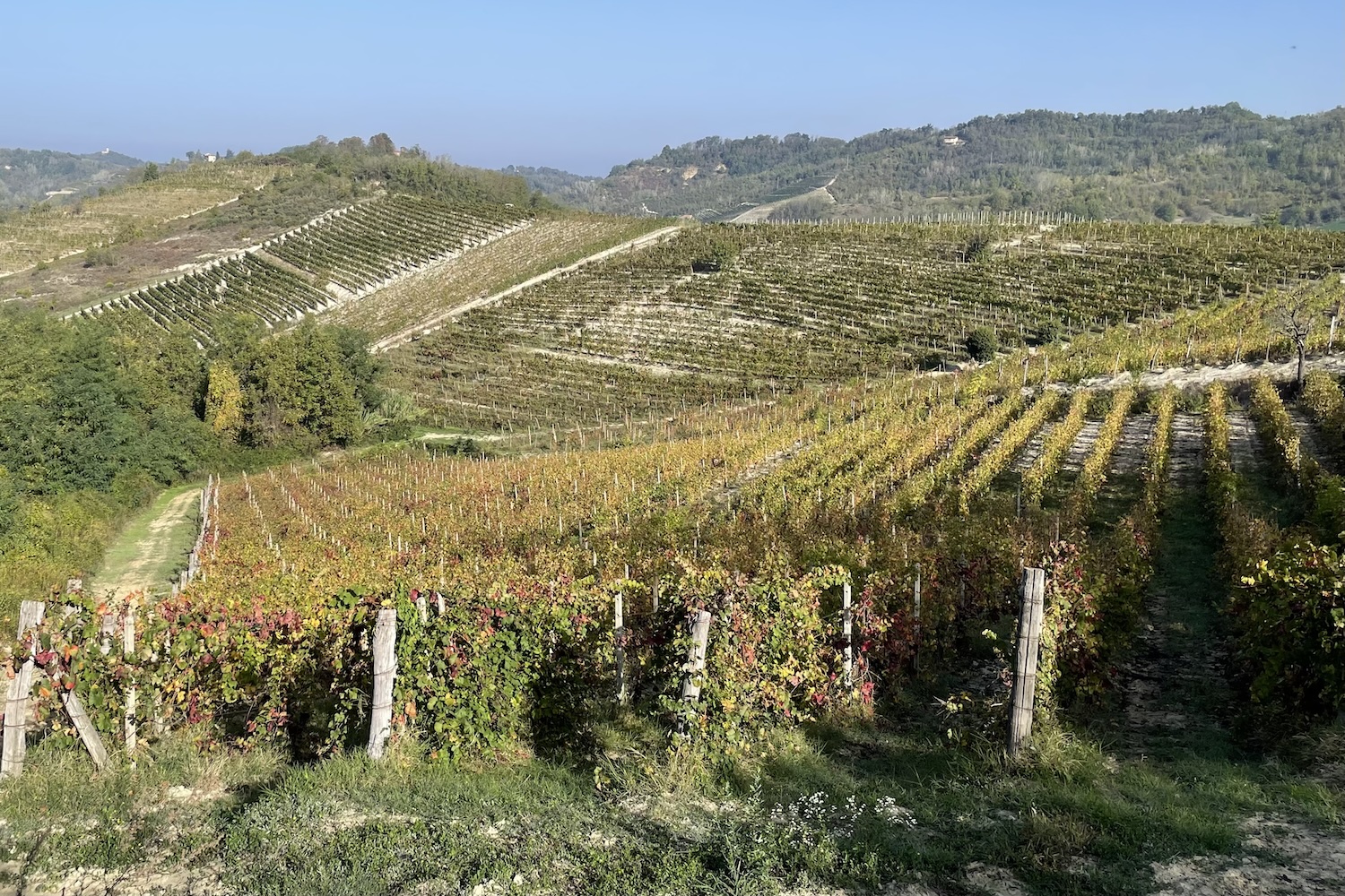 Il tipico paesaggio del Monferrato, formato da distese di filari che si perdono nell'orizzonte. 