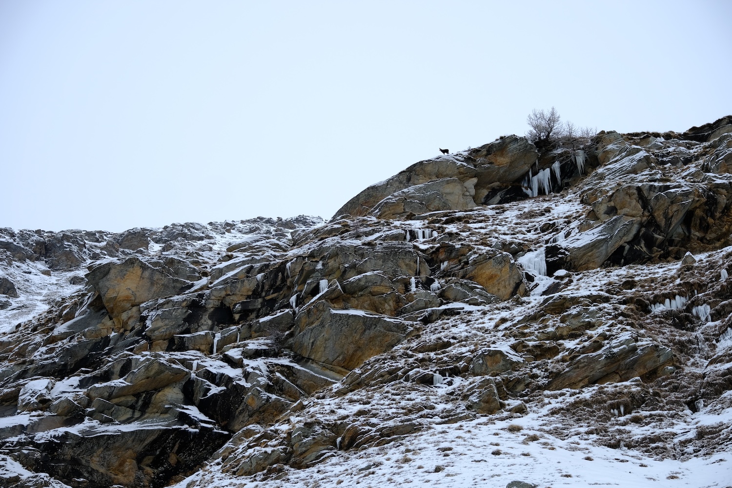 Un camoscio fa capolino da un affioramento roccioso.