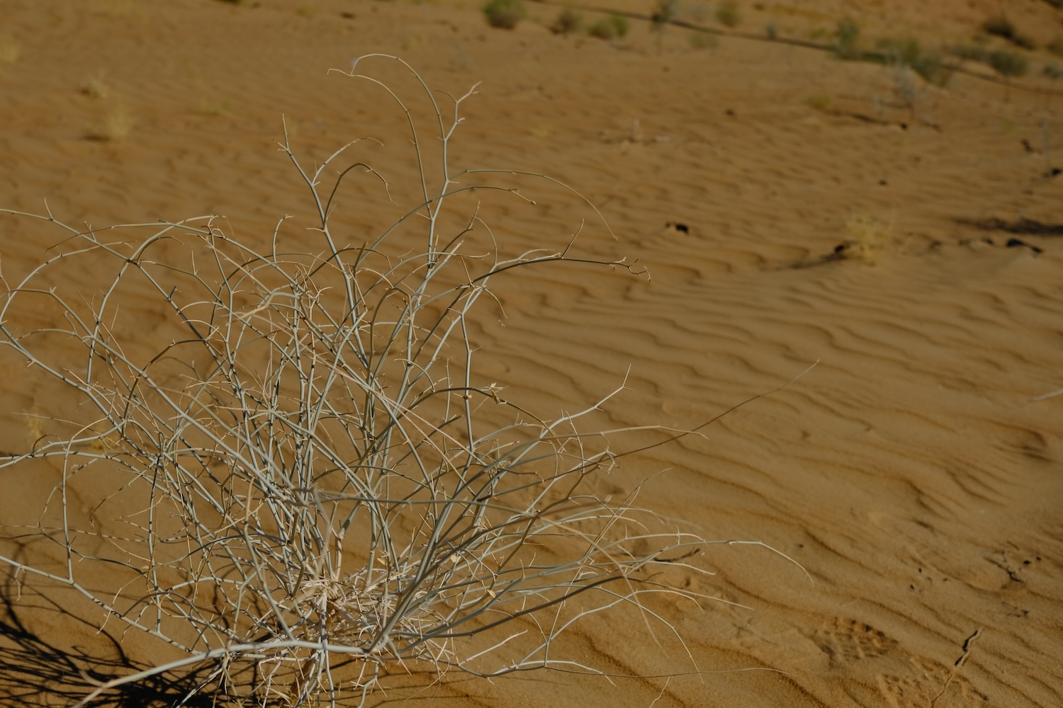 Il deserto rosso del Kyzylkum è uno dei luoghi più inospitali del pianeta.