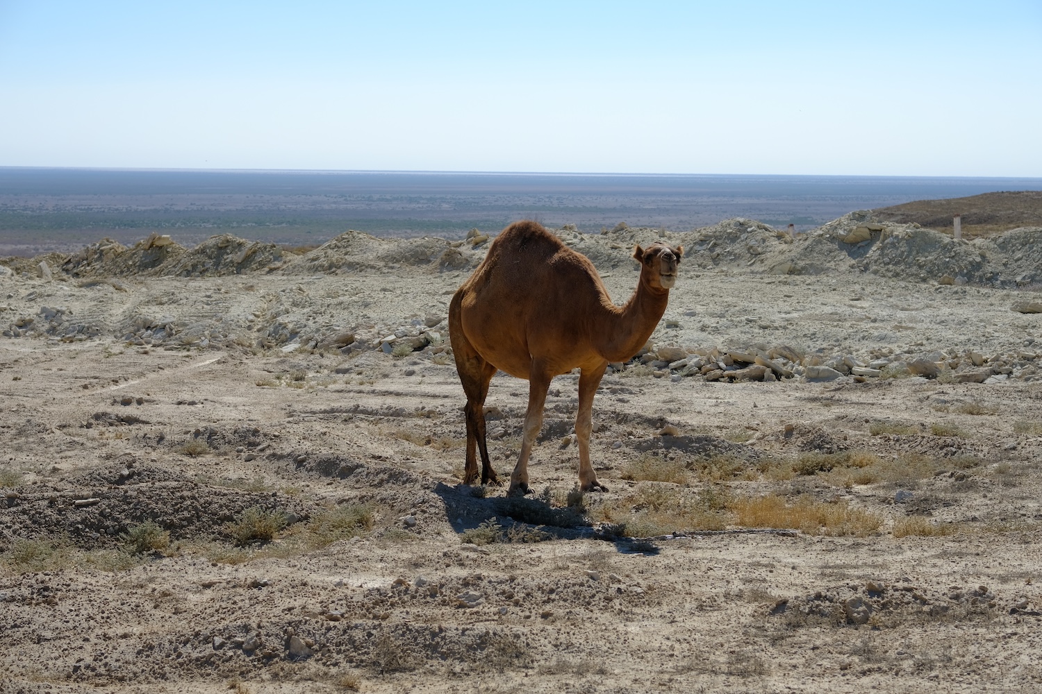 Sorrisoni nel deserto.