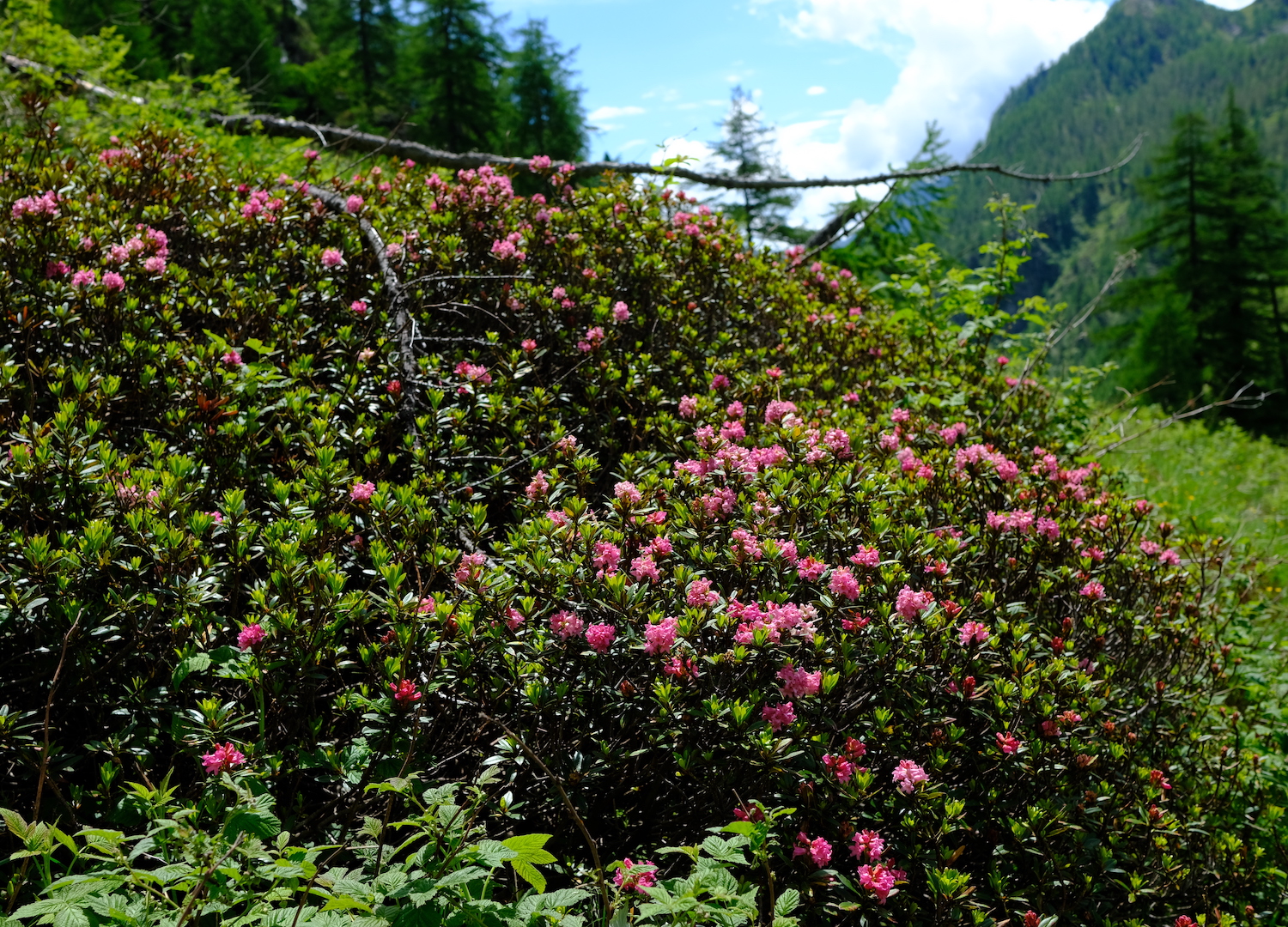 Anche qui in valle Antrona il caldo del 2022 ha fatto fiorire in anticipo di 1 mese i rododendri.