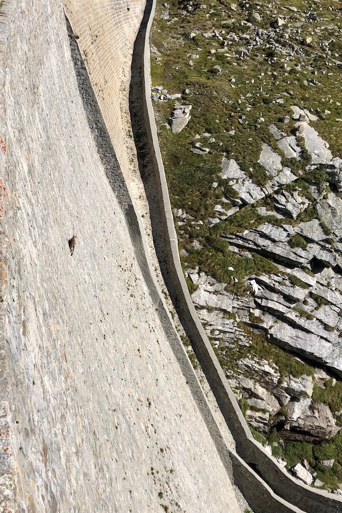 Uno stambecco in Free Solo sulla diga del Cingino.