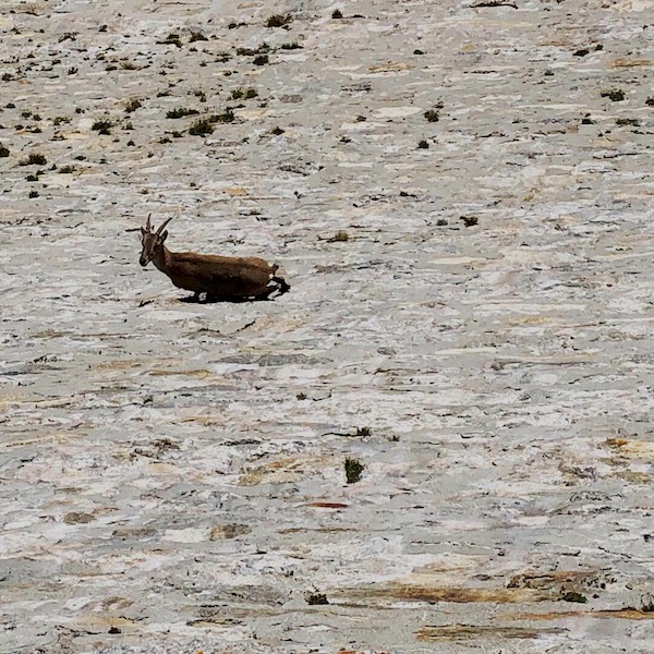 Cingino, la via normale degli stambecchi