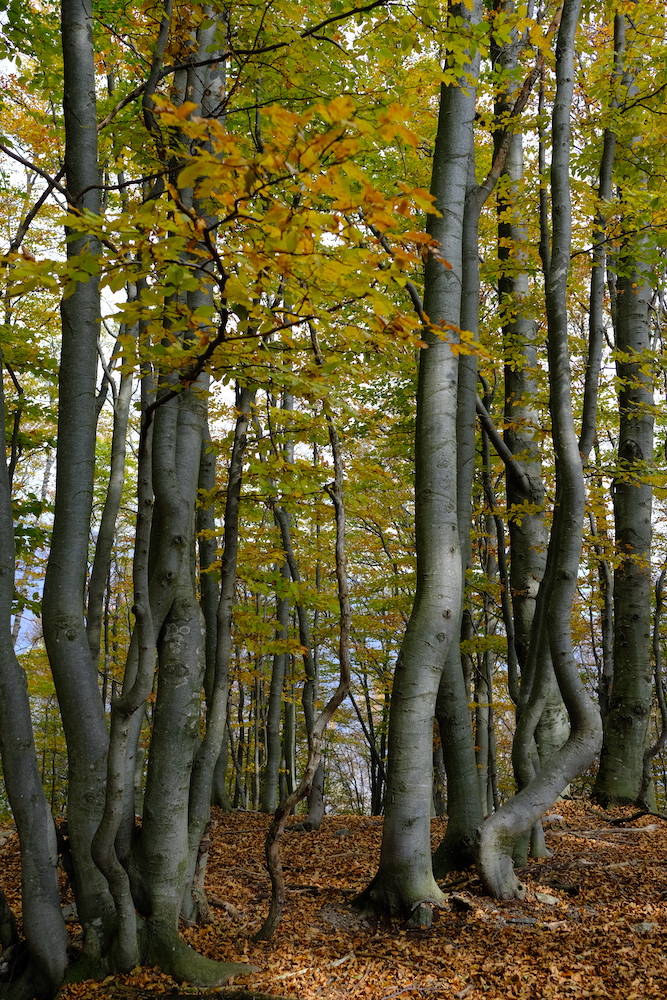 Autunno sul monte Faiè.