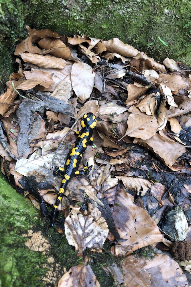 Salamandra avvistata nei pressi di un rio in val Pogallo.